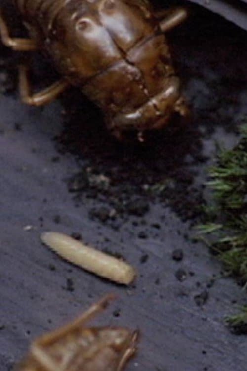 A Story Constructed of 17 Pieces of Space and 1 Maggot