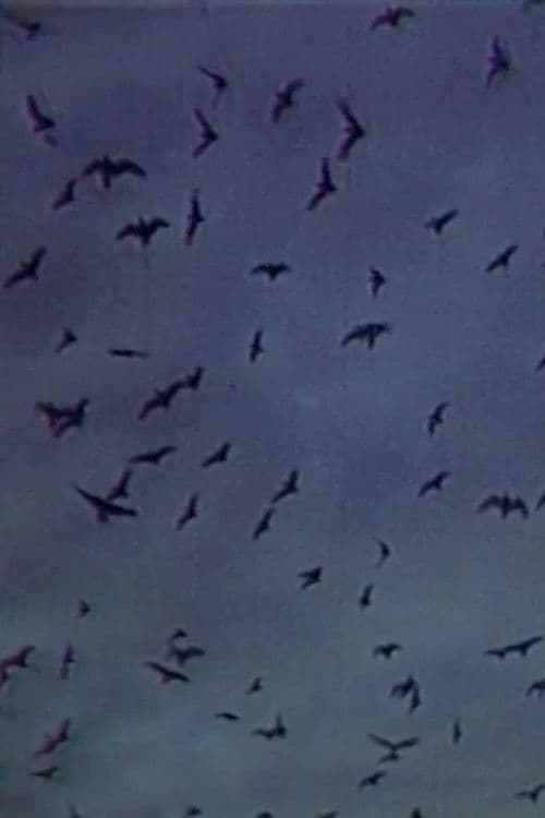 Встреча на острове