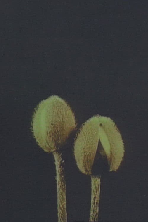 Linnaeus’ Flower Clock