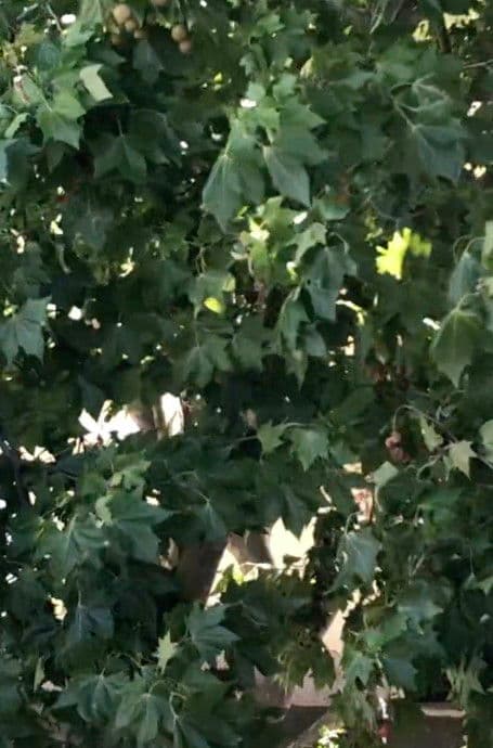 A Small Object between Pollet and Ponge, an Egg