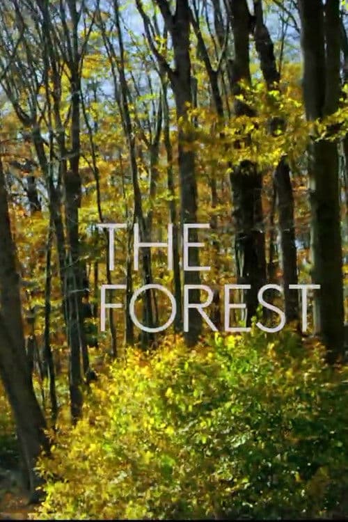 The Forest