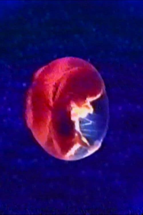 Audio and Visual Experiment 23