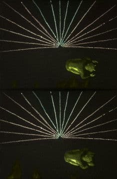 Fantaisies endiablées