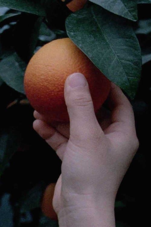 An orange is not a fish