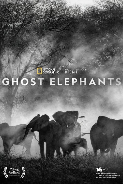 Ghost Elephants