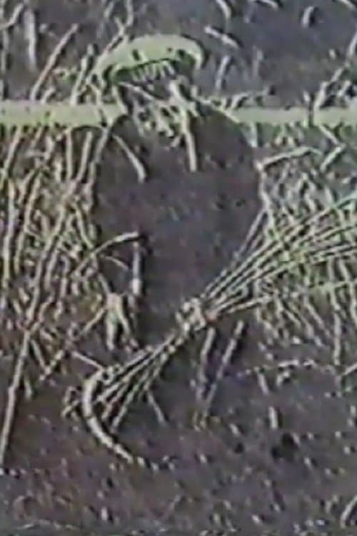 Ангел жатвы