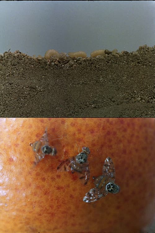 La mosca de las frutas