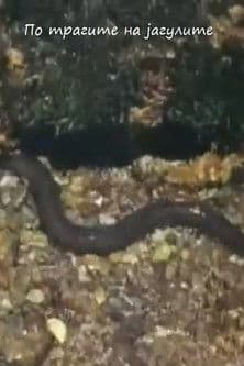 Following the Traces of the Eels