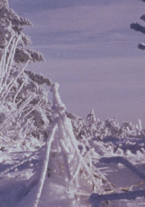 Roan Mountain Eulogy