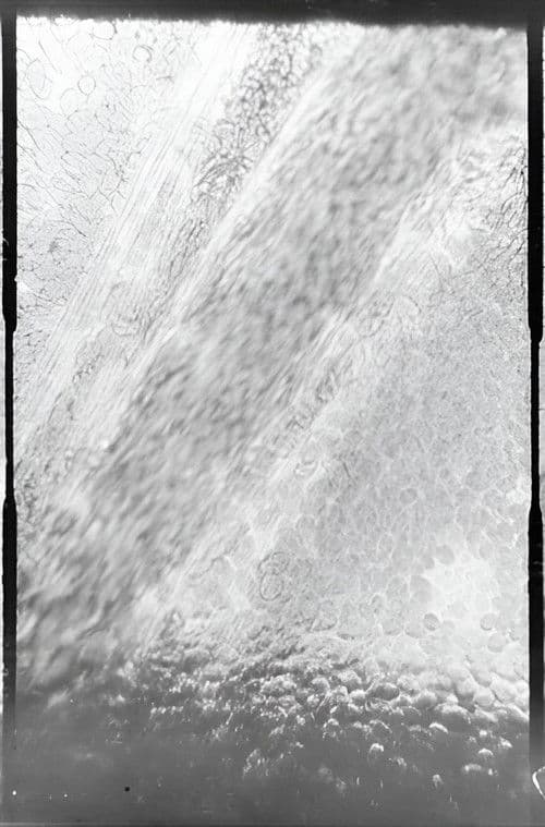 Déplacement des globules de sang dans un vaisseau capillaire