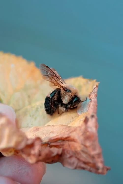 Des abeilles pour demain