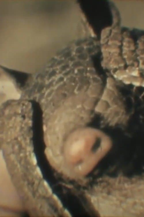 Fauna Sudamericana N°8: Mulita